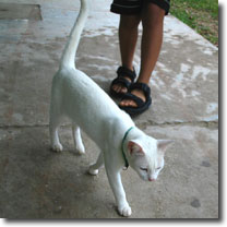 ブスアンガ空港の白猫さん
