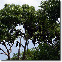 コウモリがウヨウヨとぶら下がるプールサイドの巨木