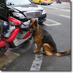 バイクが小さく見えるほどのでっかい犬