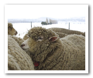 寒いのか、羊たちがみしーっと集まって固まってました