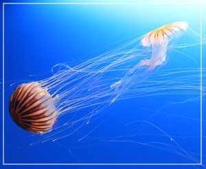 海洋公園、水母萬花筒 （Sea Jelly Spectacular）にて、アカクラゲ