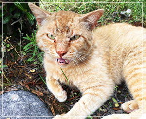 桜島「烏島展望所」の猫たち。怖い顔して鳴いてましたが撫でさせてくれましたー