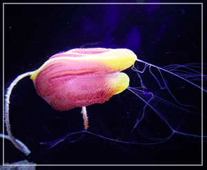 これも初めて目にした深海の生き物、「コトクラゲ」